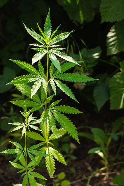 istock The cannabis plant in sunlight. 1386669382