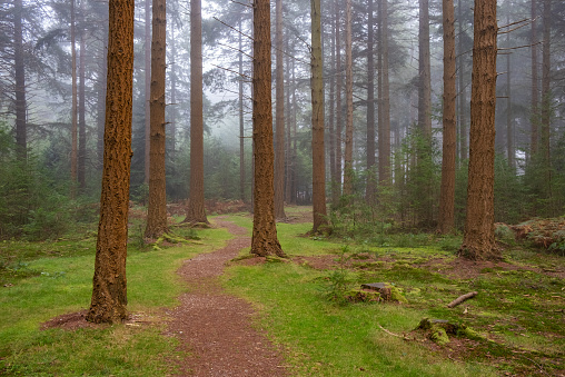 Wide angle view of a misty morning at Bolderwood in the New Forest National Park, Hampshire, England, UK