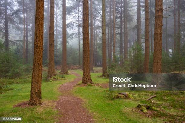 Bolderwood New Forest National Park Hampshire England Uk Stock Photo - Download Image Now