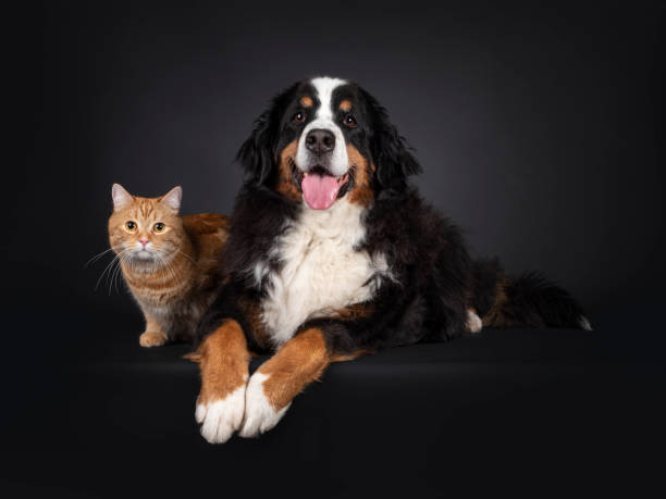 istock Cat and dog on black background 1386669721