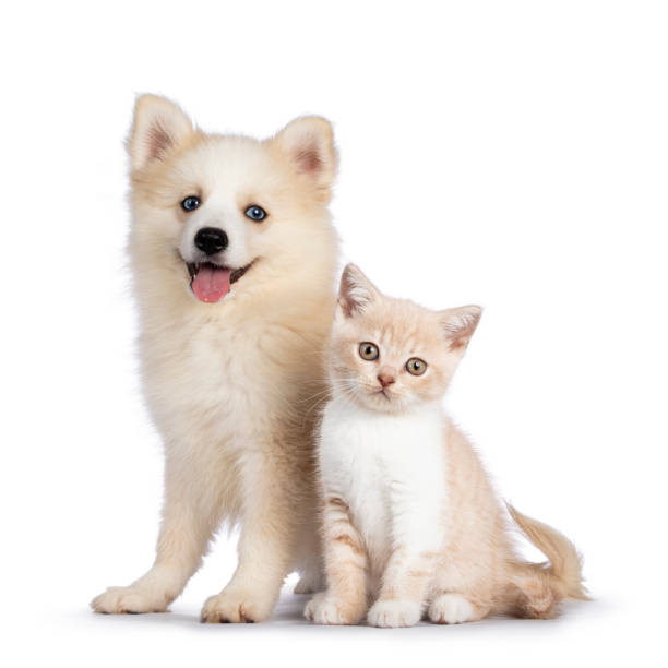 pomsky pies i kot na białym tle - kitten color image cute feline zdjęcia i obrazy z banku zdjęć