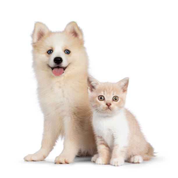 istock Pomsky dog and cat on white background 1386669779