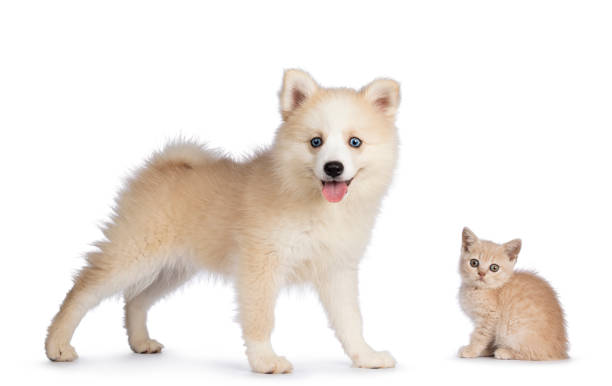 istock Pomsky dog and cat on white background 1386670312