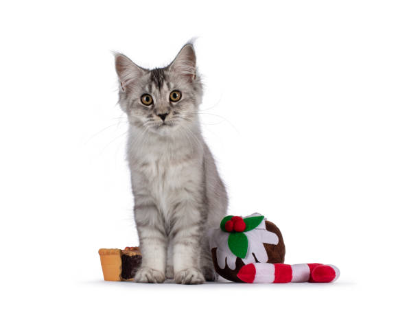 istock Christmas Maine Coon cat kitten on white background 1386670850
