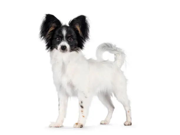 Excellent white black and tan Epagneul Nain Papillon dog puppy, standing side ways looking towards camera. isolated on white background.