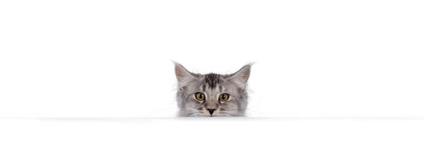 istock Maine Coon cat kitten on white background 1386670958