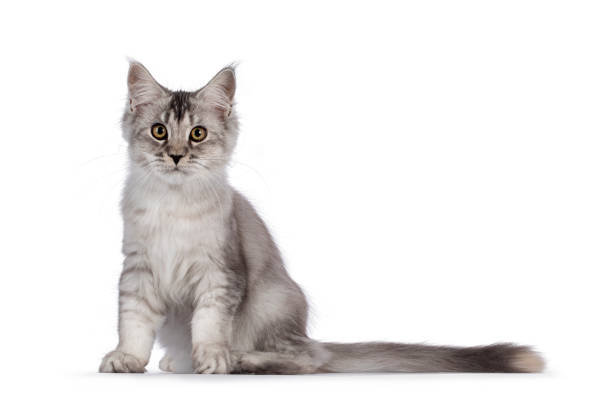 istock Maine Coon cat kitten on white background 1386670969