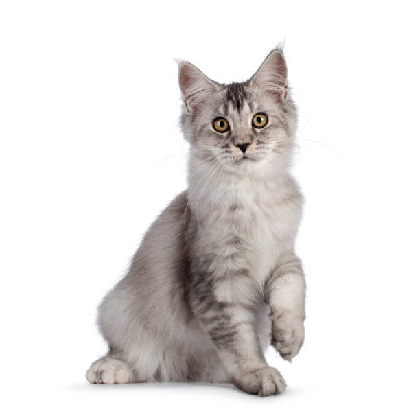 istock Maine Coon cat kitten on white background 1386671044