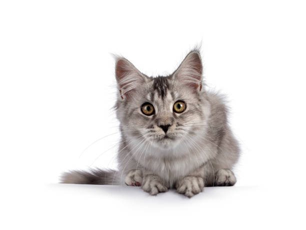 istock Maine Coon cat kitten on white background 1386671054