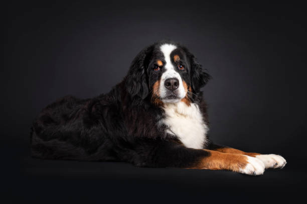 istock Berner Sennen dog on black background 1386671185