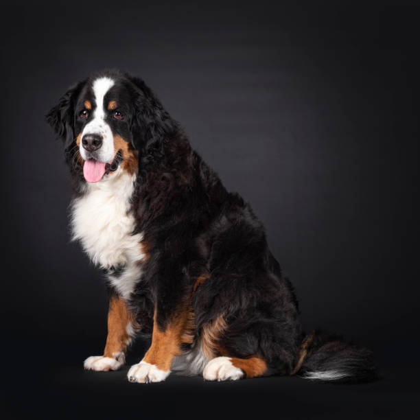 istock Berner Sennen dog on black background 1386671193