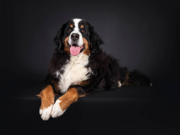 istock Berner Sennen dog on black background 1386671238