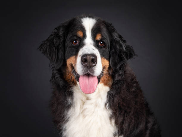 istock Berner Sennen dog on black background 1386671242