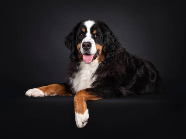 istock Berner Sennen dog on black background 1386671252