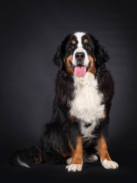 istock Berner Sennen dog on black background 1386671259