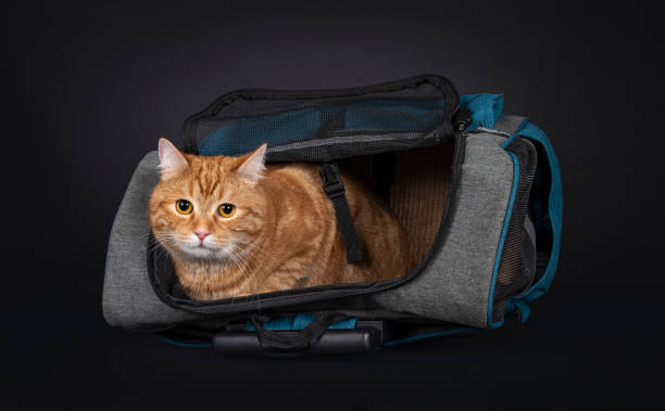 istock Red house cat on black background 1386671290