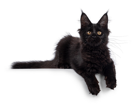 Cool black Maine Coon cat, laying side ways on edge with paws hanging down. Looking towards camera with golden eyes. Isolated on a white background.