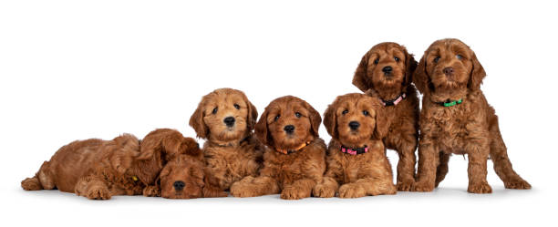 istock Row Cobberdog puppies on white background 1386671420