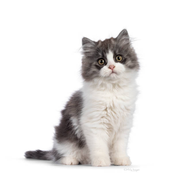 istock Cymric Tailed cat kitten on white background 1386671430