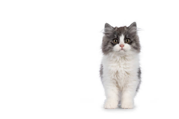 istock Cymric Tailed cat kitten on white background 1386671460