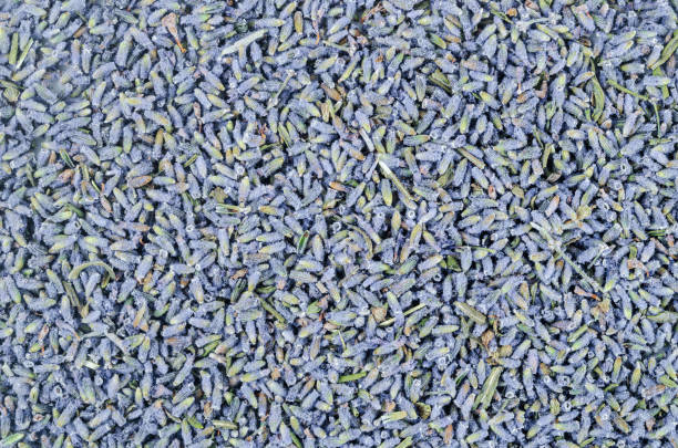 istock The dried lavender flower textured background. 1386672233