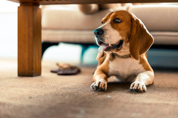 istock Beagle dog lying under a center table at home 1386672475