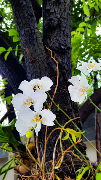 orchidea lunare - orchid plants foto e immagini stock