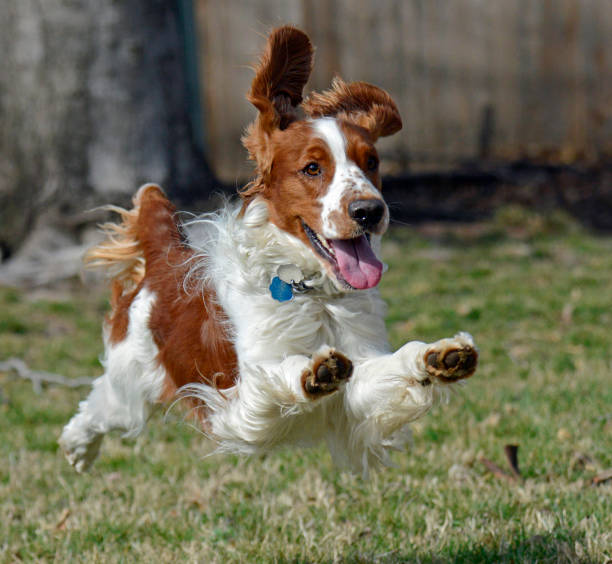 istock Young Welsh Springer Spaniel Jumping in Mid Air 1386674643