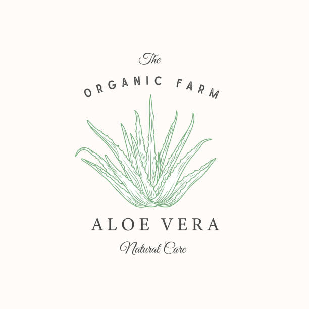 Aloe Vera Abstract Vector Sign, Symbol or Logo Template. Elegant Hand Drawn Aloe Sillhouette with Retro Typography. Vintage Luxury Emblem. Isolated. Aloe Vera Abstract Vector Sign, Symbol or Logo Template. Elegant Hand Drawn Aloe Sillhouette healthcare fitness and herbal medicine banner set stock illustrations