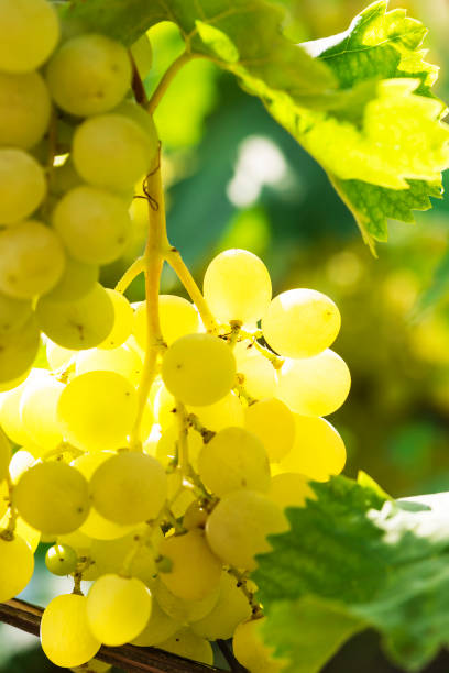 istock Several bunches of ripe grapes on the vine (selective focus) 1386679600
