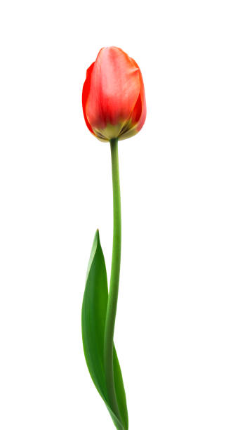 istock red tulips isolated on white background 1386679739