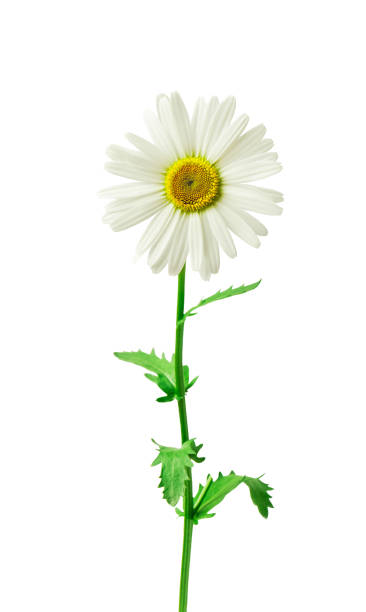 istock Beautiful daisy isolated on white background 1386679896