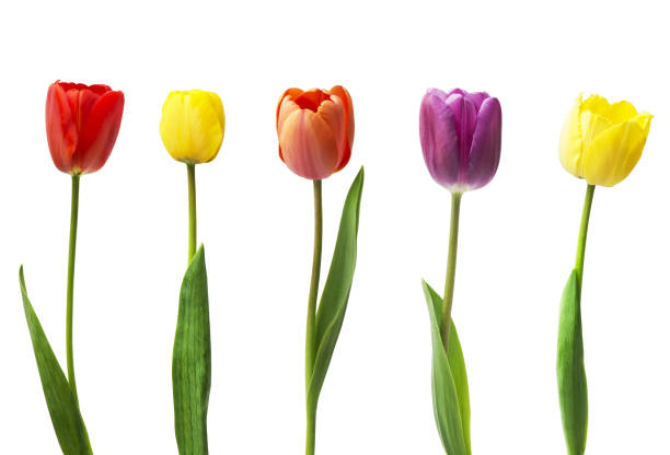 istock Collection of a flower tulip, isolated on white. 1386680449