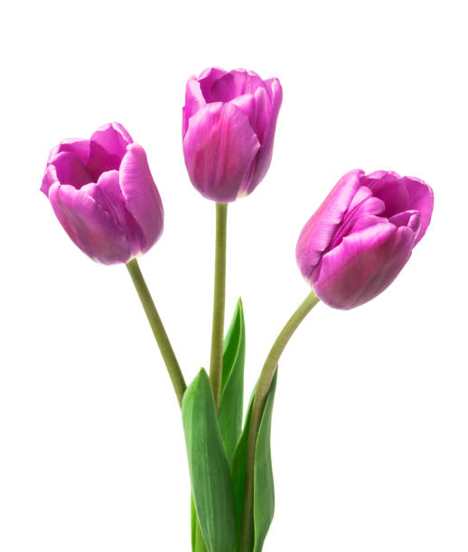 istock purple tulips isolated on white background 1386681541