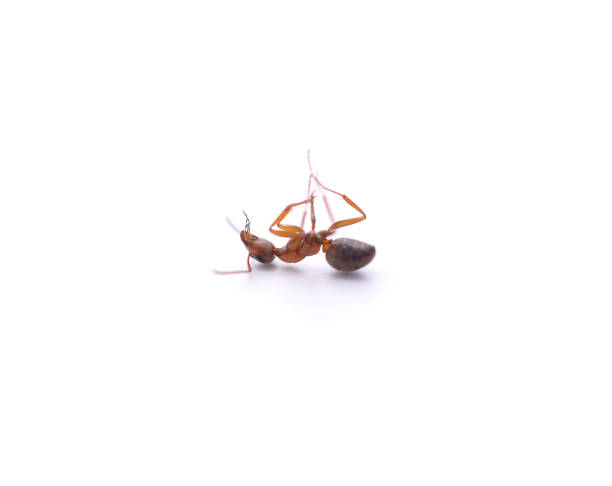 One little dead ant. One little dead ant isolated on a white background. ant stock pictures, royalty-free photos & images