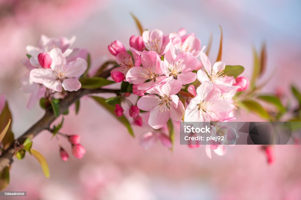 Peach tree flowers against blue sky close-up view Peach tree flowers against blue sky close-up view in Chengdu, Sichuan province, China Peach Blossom Stock Photo