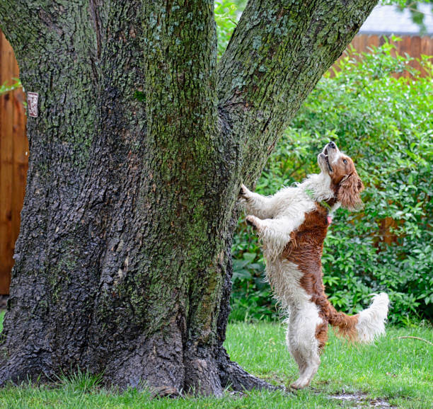 Welsh Springer Spaniels Climbing Up on a Tree in the Rain stock photo