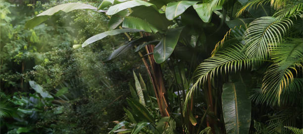 wunderschöner tropischer vegetationsgarten mit palmblättern, üppigem laub in einem grünen wilden dschungel, regenwald-kulissenkonzept für tapeten, schönheit in der natur - tropical rainforest stock-fotos und bilder