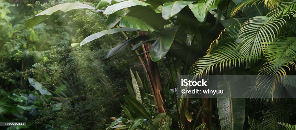 beautiful tropical vegetation garden with palm leaves, lush foliage in a green wild jungle, rain forest backdrop concept for wallpaper, beauty in nature Rainforest Stock Photo