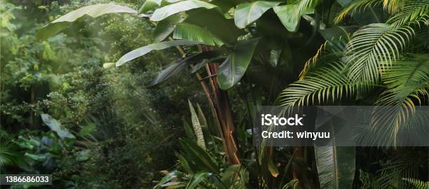 Beautiful Tropical Vegetation Garden With Palm Leaves Lush Foliage In A Green Wild Jungle Rain Forest Backdrop Concept For Wallpaper Beauty In Nature Stock Photo - Download Image Now