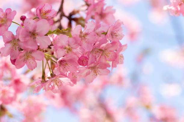 istock Beautiful Kawazu cherry blossoms in full bloom 1386686054
