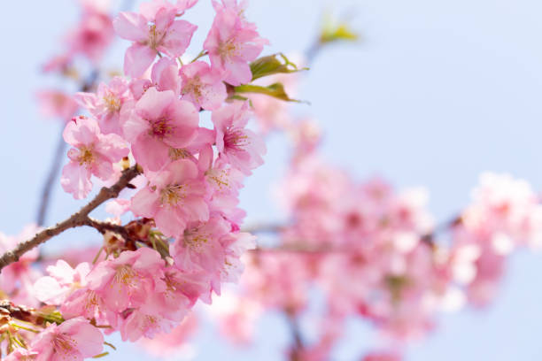 istock Beautiful Kawazu cherry blossoms in full bloom 1386686076