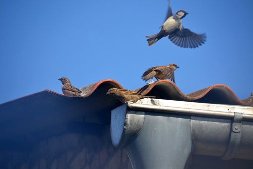 Sparrow bird on the roof