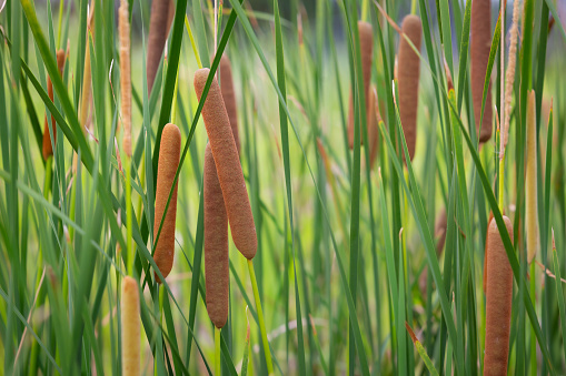 Close-up of a cattail flower seen in detail on a fresh green background.