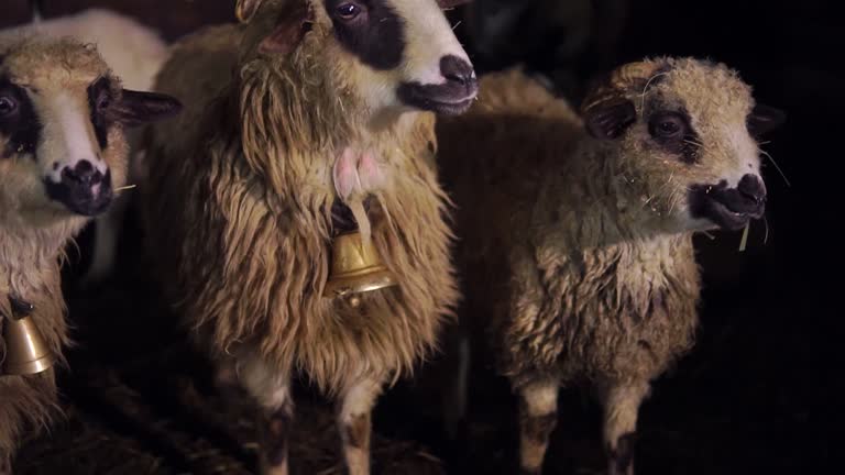 1,007 Funny Sheep Stock Videos and Royalty-Free Footage - iStock | Funny sheep haircut, Funny sheep white background, Funny sheep face 1,007 Funny Sheep Stock Videos and Royalty-Free Footage - iStock | Funny sheep haircut, Funny sheep white background, Funny sheep face