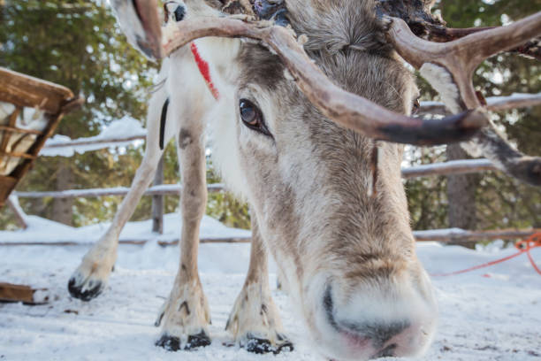 istock Close up of reindeer head as it feeds from ground 1386686665