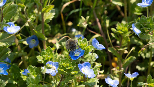 istock First little spring flowers in the field 1386687166
