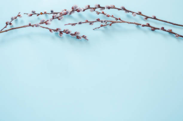 zweige blühende weide liegen auf blauem grund, ostern, frühling - goat willow stock-fotos und bilder