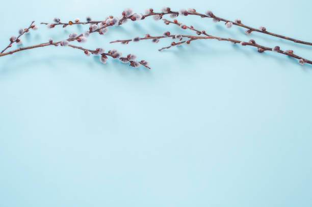 brins de saule en fleurs reposent sur un fond bleu, pâques, printemps - goat willow photos et images de collection