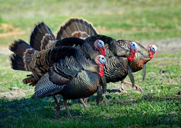 istock Four Wild Turkey Gobblers Lined Up and Performing Mating Display 1386690027